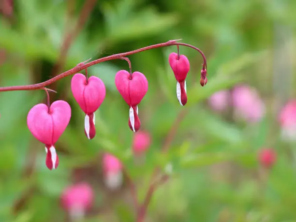 Pink Bleeding heart 'Lamprocapnos spectabilis' flowers or Dicentra spectabilis hanging in a line on blur natural background. Selective focus. Delicate summer background for card