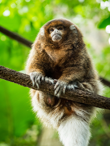 A titi monkey sitting on a branch in a jungle, close up low angle.