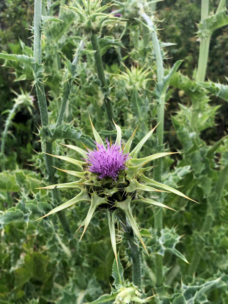 istock Purple prickly wildflower 1162598805