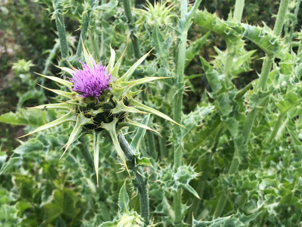 istock Purple prickly wildflower 1162598807