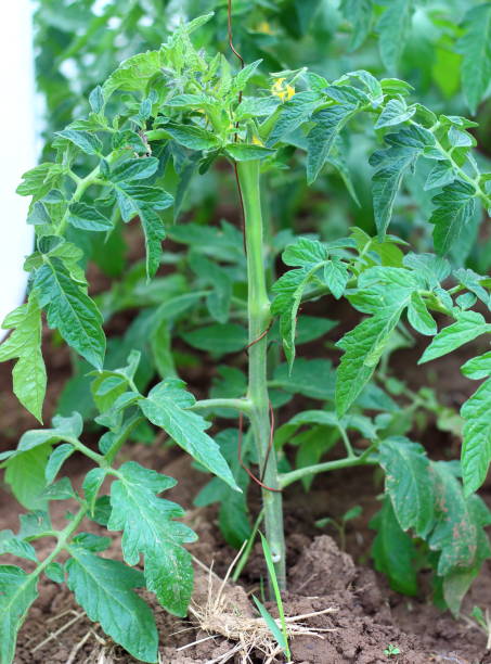 istock Tomato plant in the greenhouse 1162598819