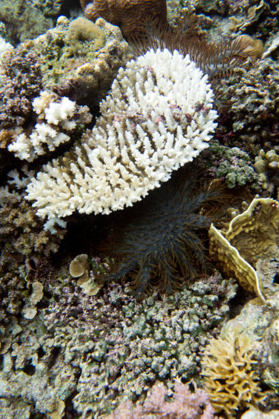 istock Thorn stars eating corals in Indonesia 1162598915