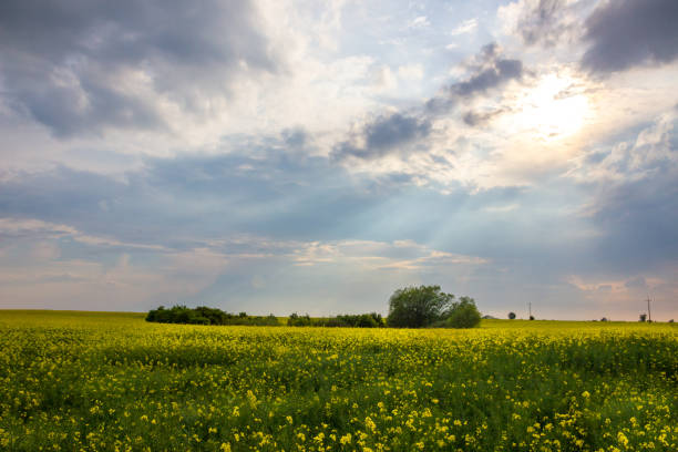 istock field of a rape 1162599750