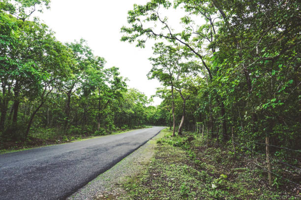 istock road through green rain forest - India 1162600807