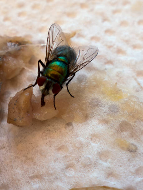 A fly eats from a piece of raw fish meat Fly eats raw fish flesh fly photos stock pictures, royalty-free photos & images