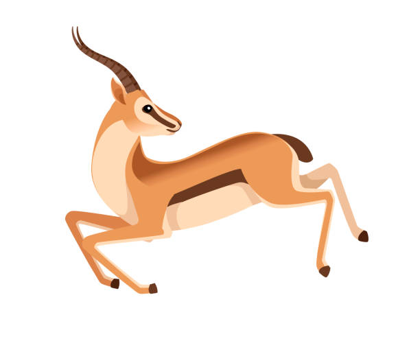 African Wild Blacktailed Gazelle With Long Horns Running With Head Looks  Back Cartoon Animal Design Flat Vector Illustration On White Background  Side View Antelope Stock Illustration - Download Image Now - iStock