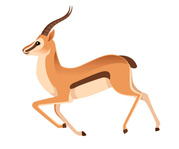 illustrazioni stock, clip art, cartoni animati e icone di tendenza di gazzella dalla coda nera selvatica africana con lunghe corna cartoon animal design illustrazione vettoriale piatta su sfondo bianco vista laterale antilope corsa - impala