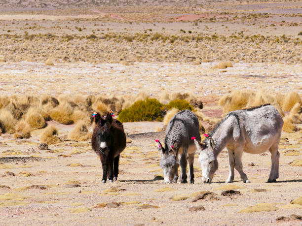 istock Donkeys with wool tuft ear identity tags. Bolivia 1162601902
