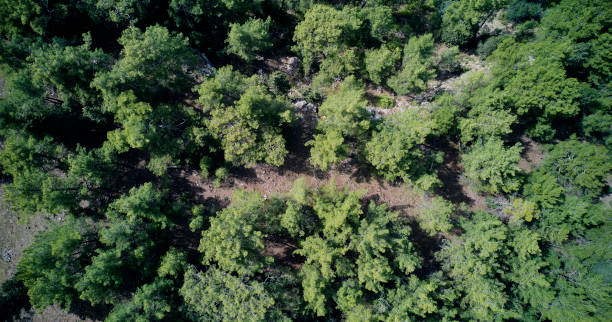 istock Aerial top view of spring in forest in rural 1162602626