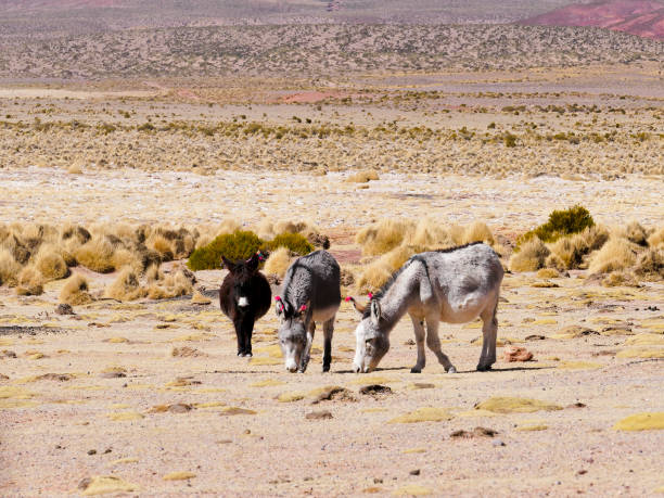 istock Donkeys with wool tuft ear identity tags. Bolivia 1162602720