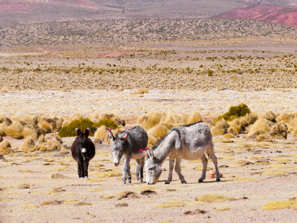 istock Donkeys with wool tuft ear identity tags. Bolivia 1162603039