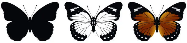 Vector illustration of Vector illustration of butterfly on white background. There are three versions, black shape, black and white and color