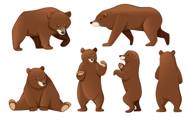 zestaw niedźwiedzi grizzly. ameryka północna zwierzę, niedźwiedź brunatny. cartoon projektowania zwierząt. płaska ilustracja wektorowa izolowana na białym tle - activity animal sitting bear stock illustrations