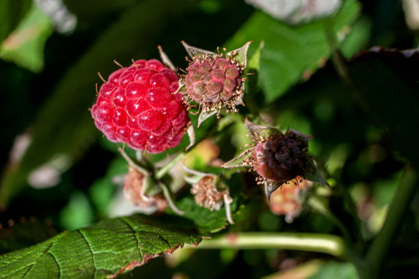 istock close-up of the ripe raspberry in the fruit garden 1162604018