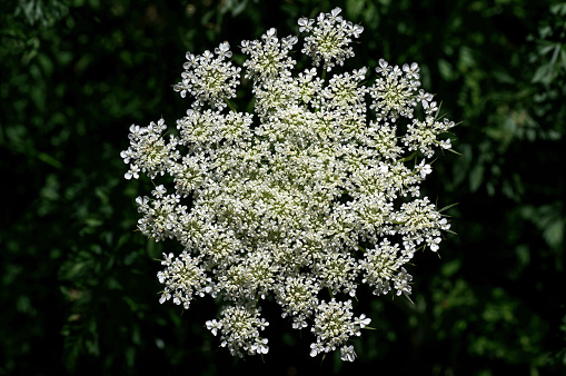 Daucus carota in bright sun. Its common names include wild carrot, bird's nest, bishop's lace, and Queen Anne's lace, is a white, flowering plant in the family Apiaceae.