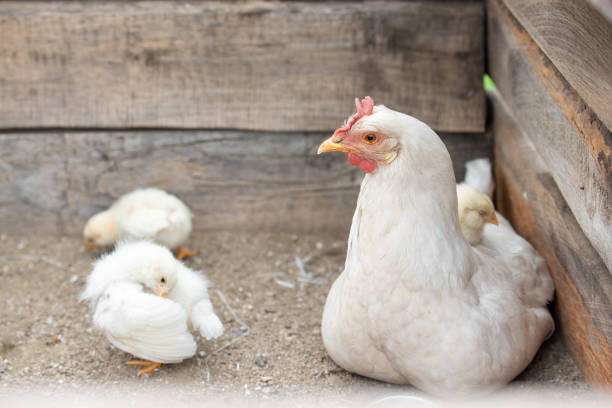 istock White chicken and little chickens 1162604642
