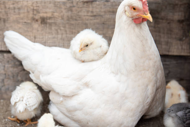 istock White chicken and little chickens 1162604676