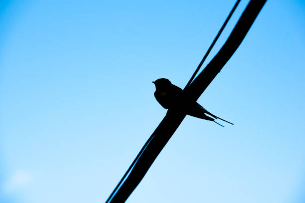 istock The black silhouette of swallow 1162605242