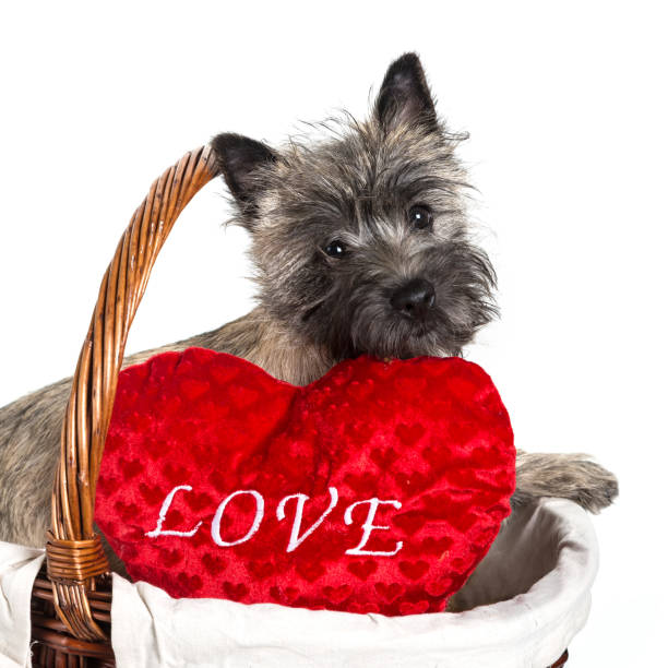 istock Cairn Terrier Puppy 1162605454