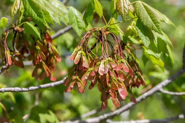 Photo of Red Maple Seed