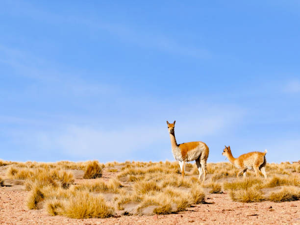 istock Vicuna (Vicugna vicugna), Eduarado Avaroa National Park, Bolivia 1162606466