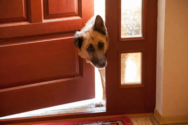 dog breed shepherd stuck her head in an open wooden door