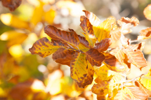 istock Autumn foliage background, yellow leaves. 1162607459