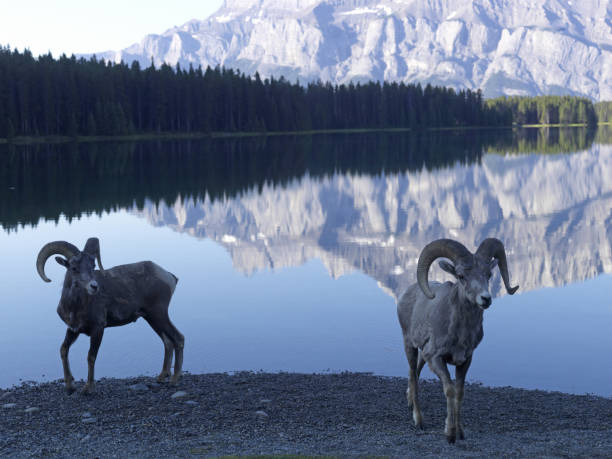 istock Big horn sheep wonder along a mountain lake shore 1162607490