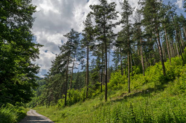 istock Summer sunlit coniferous forest with road, bushes and deciduous trees, Vitosha mountain 1162607513