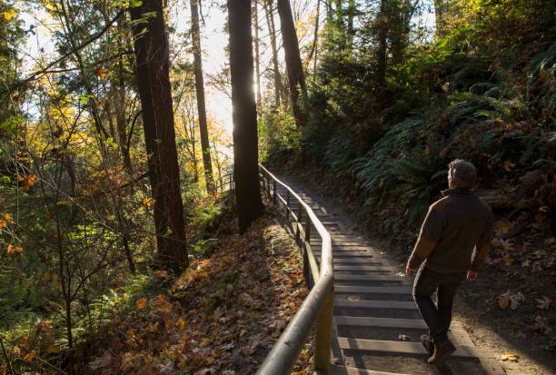 istock Man walks down steps through forest and into the sunlight 1162607525
