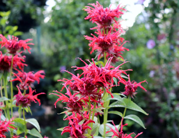 monarda didyma , beebalm pourpre, beebalm écarlate, thé oswego, est une herbe aromatique. son odeur est considérée comme similaire à celle de l'orange bergamote la source d'huile de bergamote utilisée pour aromatiser le thé earl grey. - beebalm photos et images de collection