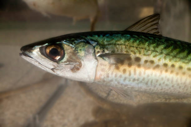 Mackerel swimming, side close-up view.