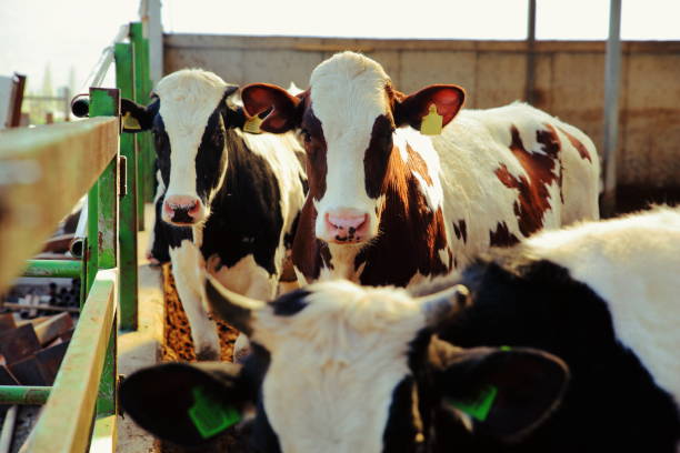 Dairy Cows in Milking Parlour