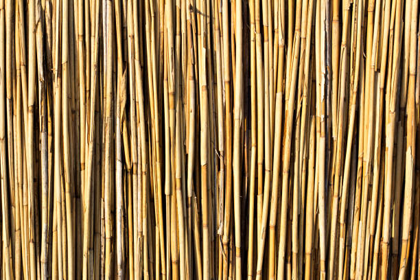 Texture of the fence of reeds close-up.