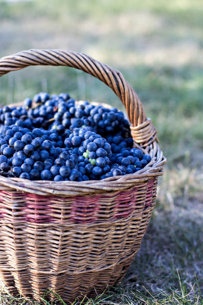 istock Dark grapes in a basket. Grape harvesting. 1162610569