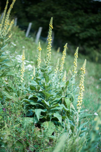 istock Medical plant. Verbascum, common name mullein. 1162610980