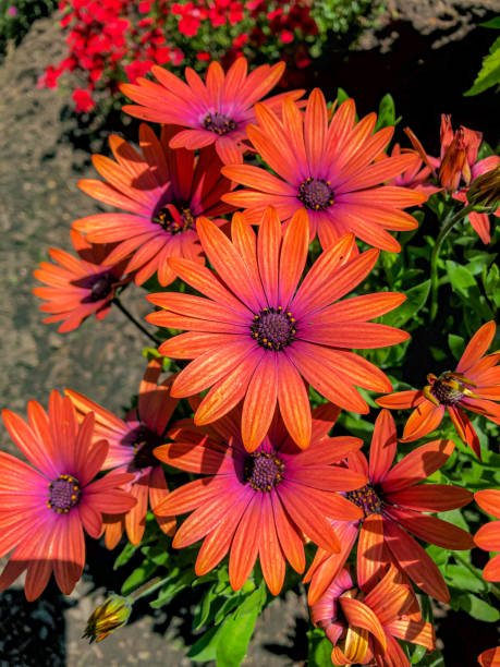 istock Close Up Vibrant Flowers 1162611772
