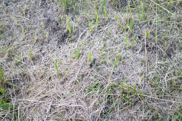 istock mowed dry and green grass 1162612116