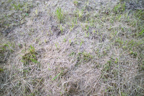 istock mowed dry and green grass 1162612131