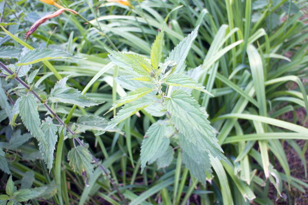a nettle bush at a stone on a summer day