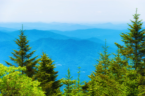 View from top of Roan Mountain in Tennessee where a few Red spruce and Frazer Fir still stand.