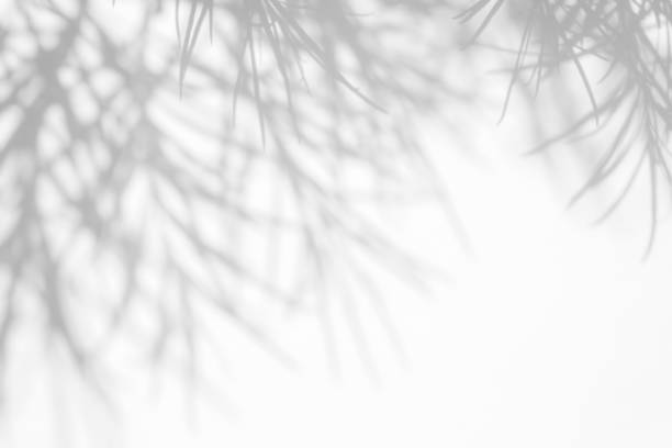 istock gray shadow of the leaves on a white wall 1162612232