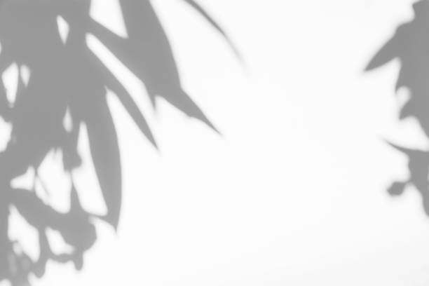 istock gray shadow of the leaves on a white wall 1162612245