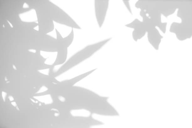 istock gray shadow of the leaves on a white wall 1162612929
