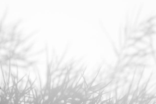 istock Gray shadows of the leaves and delicate grass 1162613161