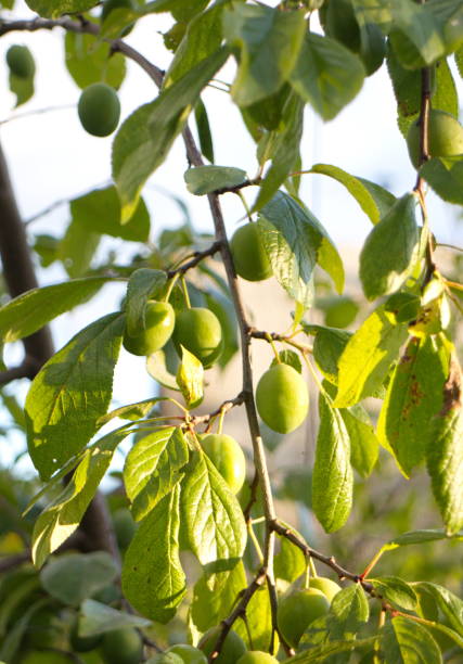 istock Green bushes and branches with plums 1162613309