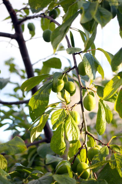 istock Green bushes and branches with plums 1162613359
