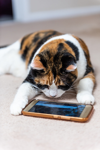 Closeup of calico cat face looking at smartphone mobile cell phone video screen of birds and animals on carpet floor indoor house