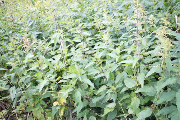 istock dense thickets of green nettle 1162613497