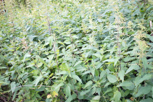 istock dense thickets of green nettle 1162613522